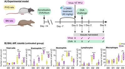 IRF7-Associated Immunophenotypes Have Dichotomous Responses to Virus/Allergen Coexposure and OM-85-Induced Reprogramming